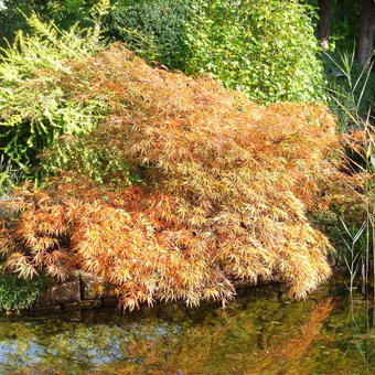 Acer palmatum var. dissectum 'Pendulum Julian'