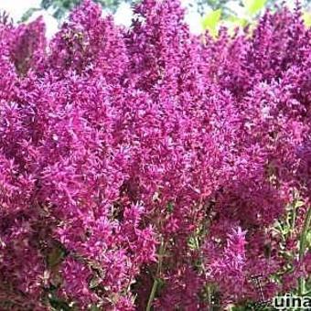 Salvia nemorosa 'Schwellenburg'