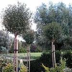 Prunus eminens 'Umbraculifera' - 