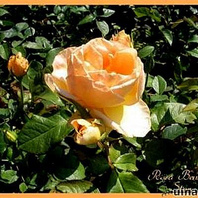 Rosa 'Benelux Star' - 