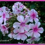 Phlox paniculata 'Lavendelwolke' - 