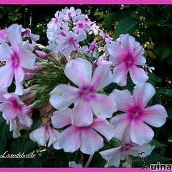 Phlox paniculata 'Lavendelwolke'