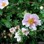 Potentilla fruticosa - Potentille arbustive