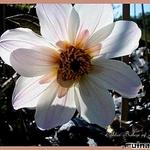 Dahlia 'Bishop of Dover' - 