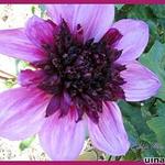 Dahlia 'Blue Bayou' - 