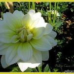 Dahlia 'Cream Beauty' - 