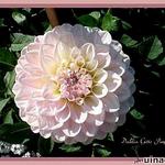 Dahlia 'Gitts Perfection' - 