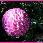 Dahlia 'Oreti Duke' - 