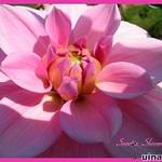 Dahlia 'Sandia Shomei' - 