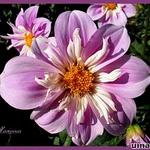 Dahlia 'Mariposa' - 