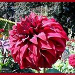 Dahlia 'Spartacus' - 