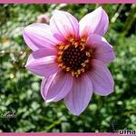 Dahlia merckii - Merck-Dahlie