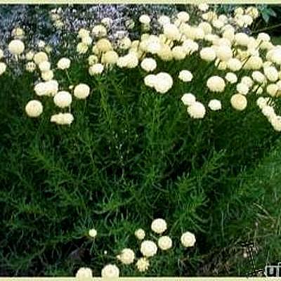 Santoline à feuilles de romarin - Santolina rosmarinifolia