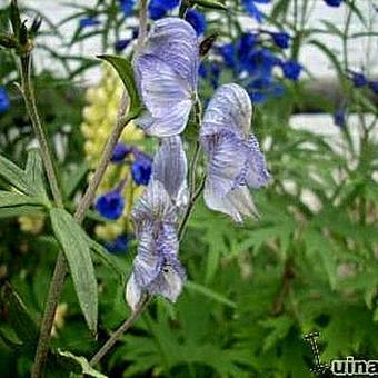 Aconitum 'Stainless Steel'