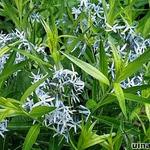 Amsonia - 