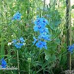 Delphinium belladonna - Hoher Rittersporn