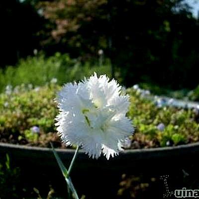 Dianthus plumarius 'Albus Plenus' - Dianthus plumarius 'Albus Plenus'