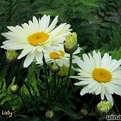 Leucanthemum x superbum 'Snow Lady' - Leucanthemum x superbum 'Snow Lady'