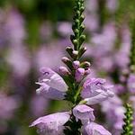 Physostegia virginiana - Physostégie de Virginie