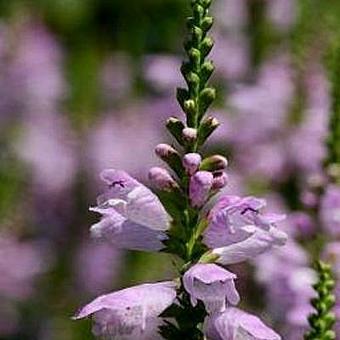 Physostegia virginiana