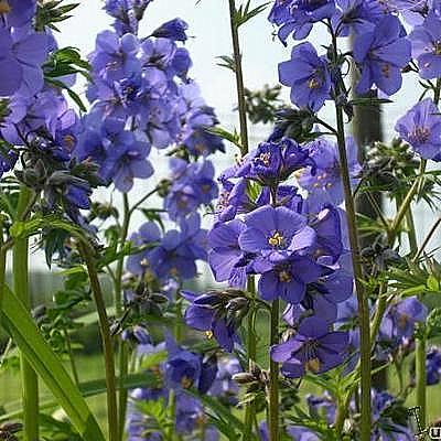 Polemonium caeruleum - Polémoine bleue - Polemonium caeruleum