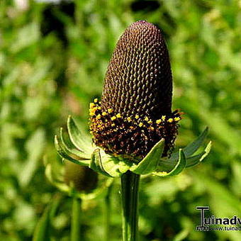 Rudbeckia occidentalis 'Green Wizard'