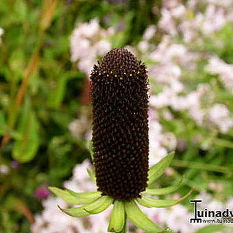 Rudbeckia occidentalis 'Green Wizard'