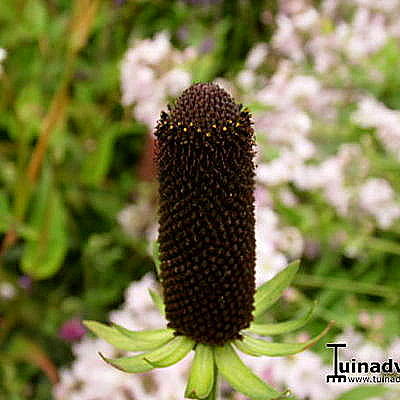 Rudbeckia occidentalis 'Green Wizard' - Rudbeckia occidentalis 'Green Wizard'