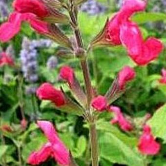 Salvia microphylla