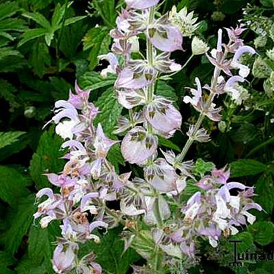 Salvia sclarea - Sauge sclarée - Salvia sclarea