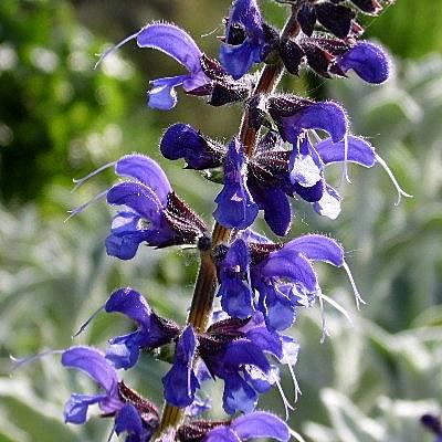 Salvia x sylvestris 'Mainacht' - Salvia x sylvestris 'Mainacht'