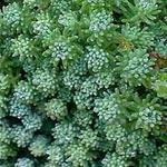 Sedum lydium - 