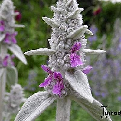 Stachys byzantina - Woll-Ziest