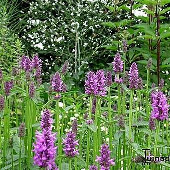 Stachys macrantha 'Superba'