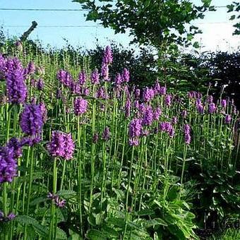 Stachys macrantha 'Superba'