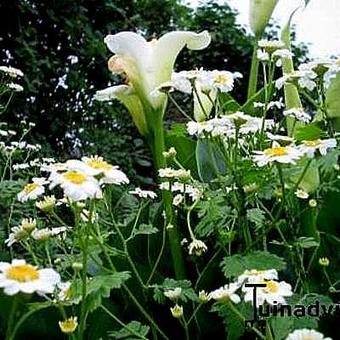 Zantedeschia aethiopica