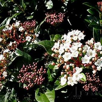 Viburnum tinus