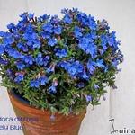 Lithodora diffusa - 