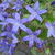 Campanula poscharskyana