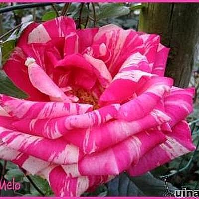 Rosa 'Meli Melo' - 