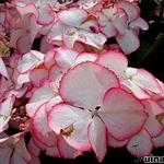 Hydrangea macrophylla 'Love You Kiss - 