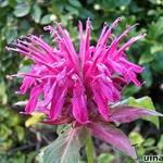 Monarda 'Purple Ann' - 