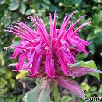 Monarda 'Purple Ann'