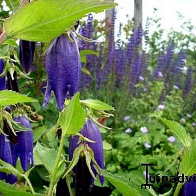 Campanula punctata 'Sarastro'