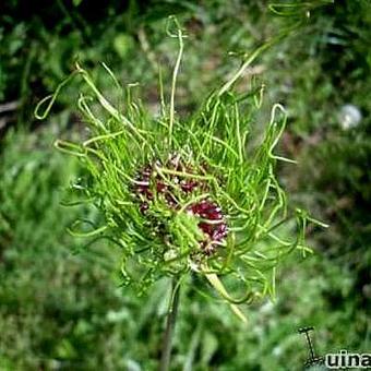 Allium 'Hair'