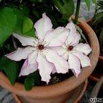 Clematis 'Omoshiro' - 