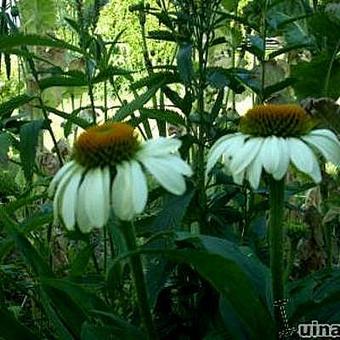 Echinacea purpurea 'Baby Swan White'