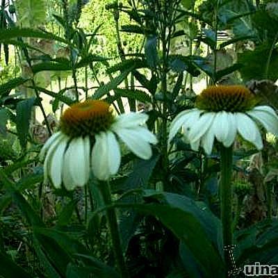 Echinacea purpurea 'Baby Swan White' - 