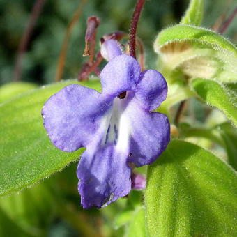 Streptocarpus