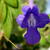 Streptocarpus